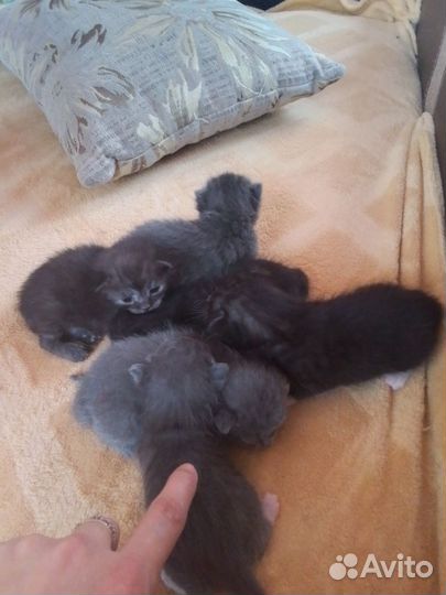 Котята в добрые руки бесплатно,мама шотландская