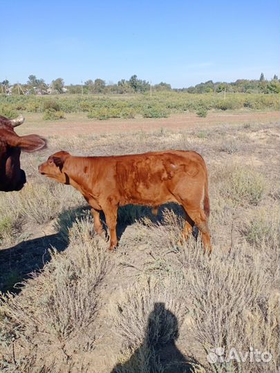 Корова с теленком