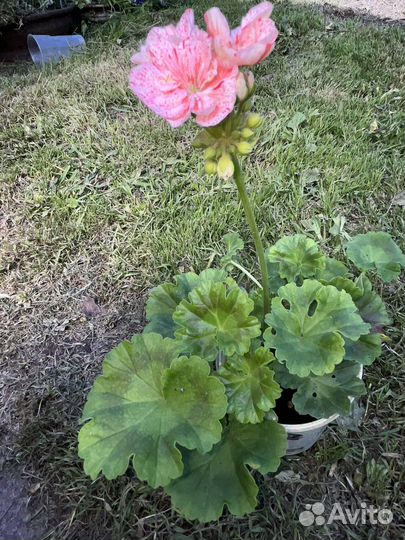 Пеларгония peppermint twist