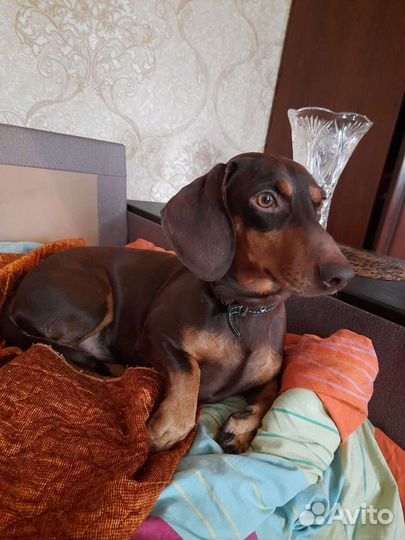 Такса вязка