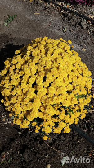 Хризантема мультифлора кусты