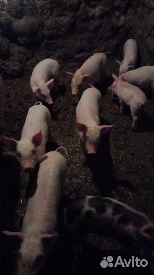 Поросята ландрас