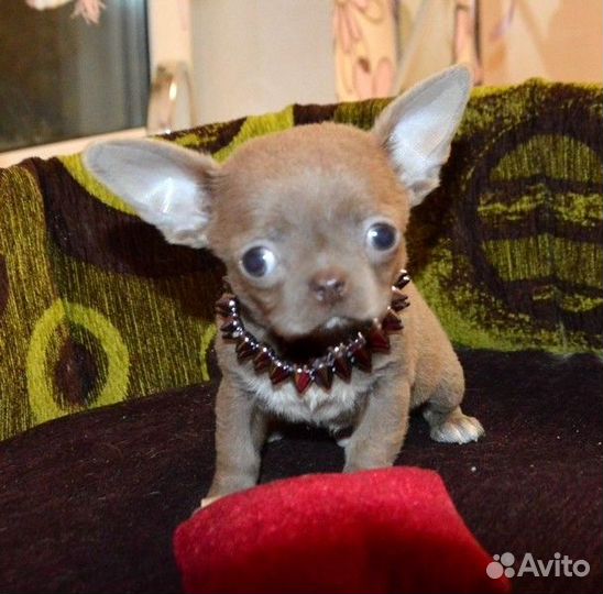 Чихуахуа красивые,яркие малыши