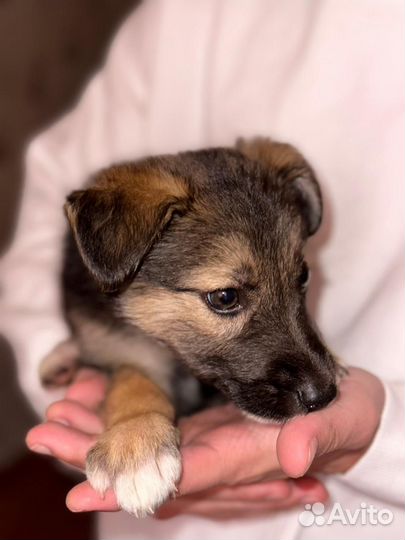 Щенок мальчик и девочка не крупные 2 мес