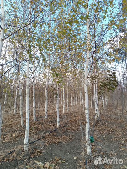 Берёза белая крупномер с комом