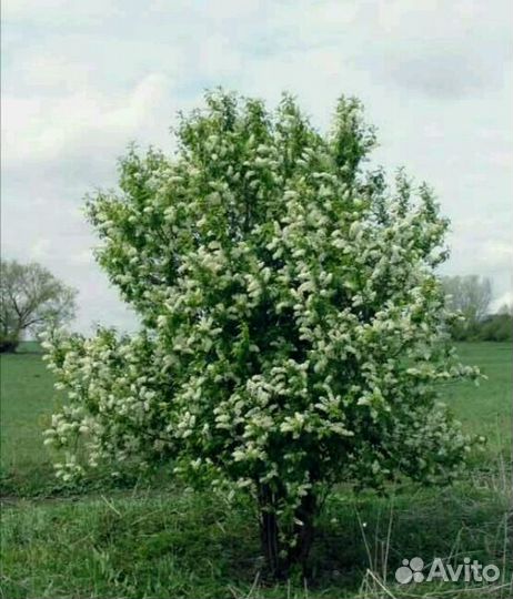 Саженцы черемухи обыкновенной