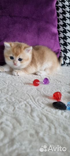 Золотые шиншилята