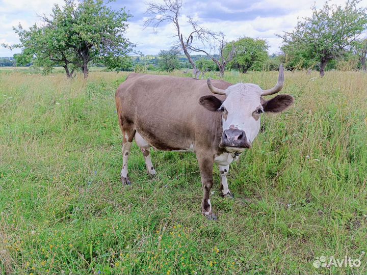 Продам корову