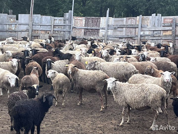 Овцы