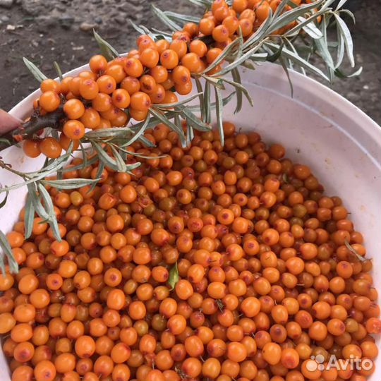 Продам облепиху