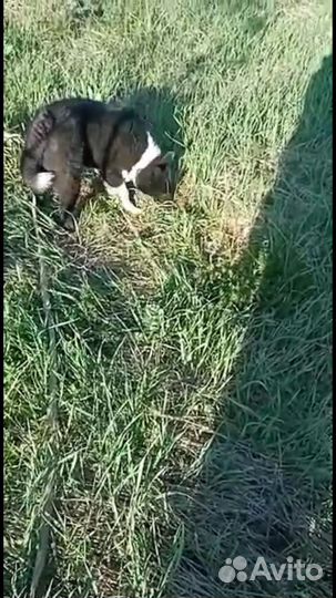 Русско европейская лайка