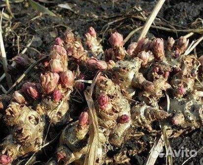 Родиола розовая золотой корень