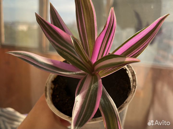 Цветок Рео отросток розовый рео сортовой