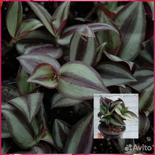 Комнатные цветы