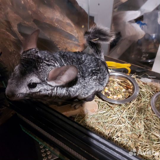 Шиншилла (серебристая)