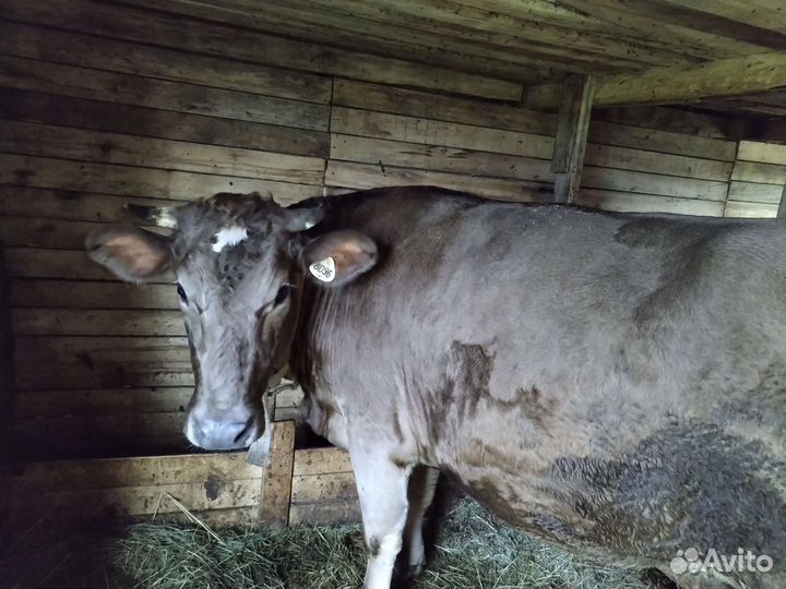 Телка стельная