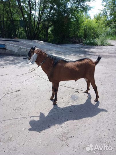 Нубийский козел