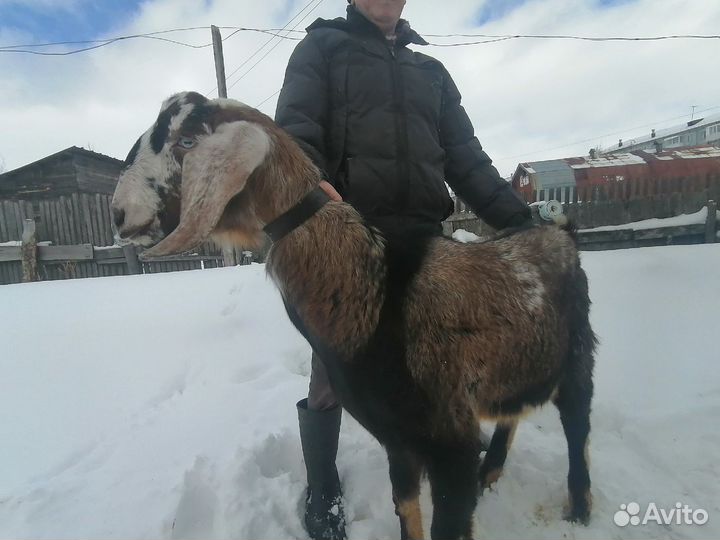Козлик для случки