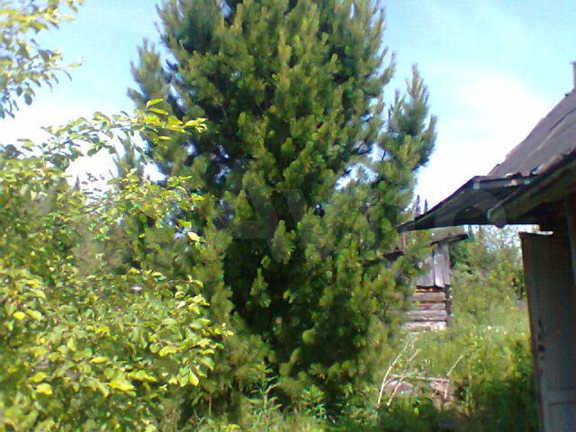 Участок 11 сот. (СНТ, ДНП)