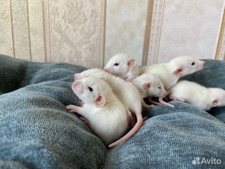 Крыса дамбо