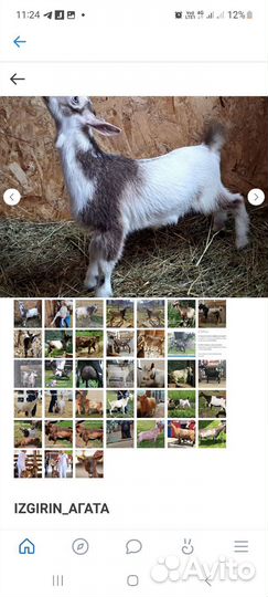 Голубоглазые камеруно нигерийские кн 75 и кн 50