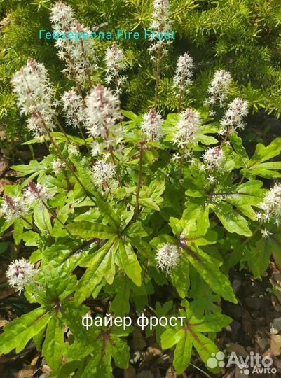 Гейхеры. Хосты