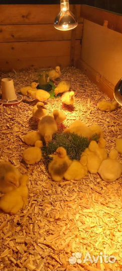 Гусята порода Линда