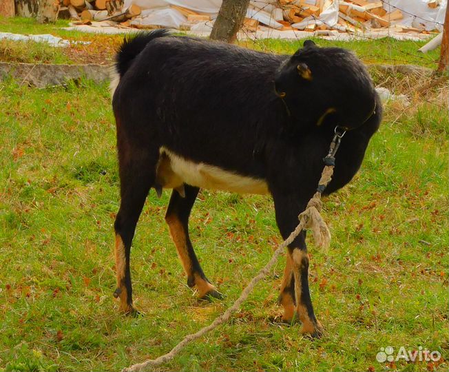 Коза второкотка. Ламанча