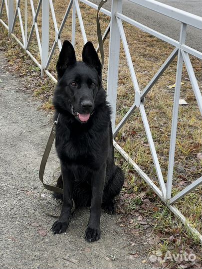 Ищу кобеля для вязки немецкой овчарки