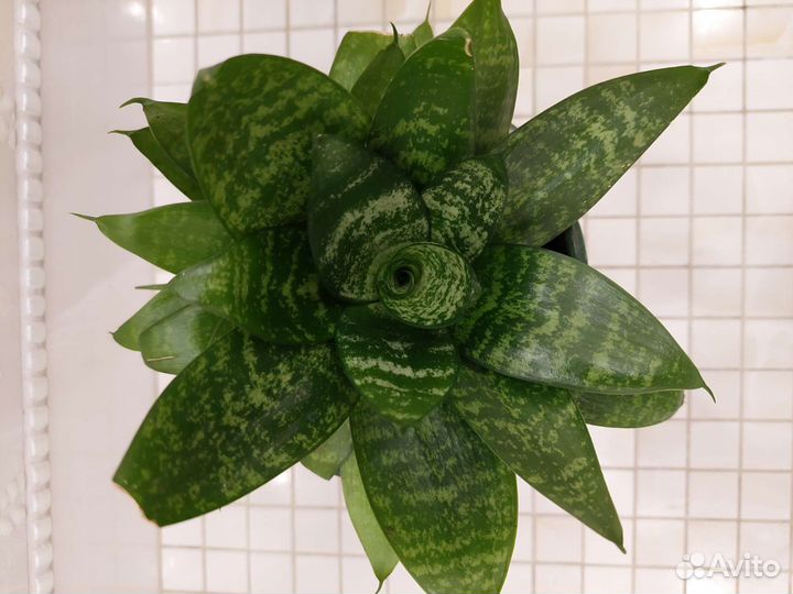 Сансевиерия