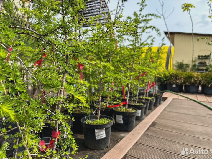 Лиственница европейская 1м