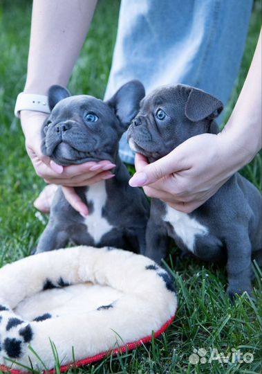 Французский бульдог голубые,лиловые детки
