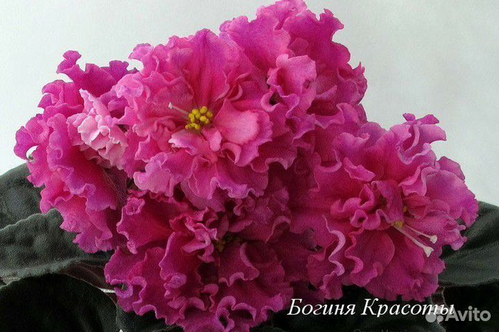 Детки сортовых фиалок