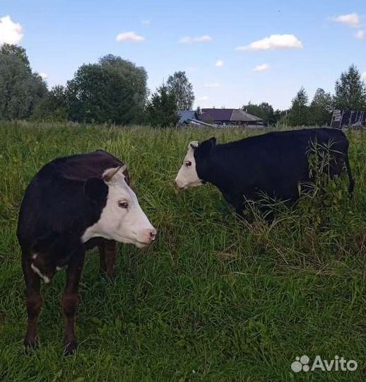 Коровы дойные, стельные. Тёлочки. Жеребёнок