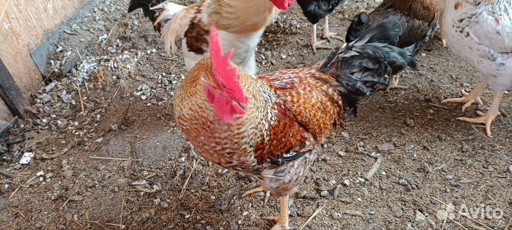 Молодые петушки