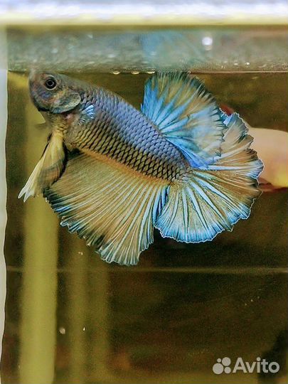 Рыбка петушок