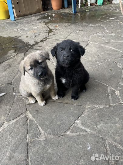 Щенки алабая и дворовой