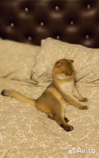 Кот на вязку