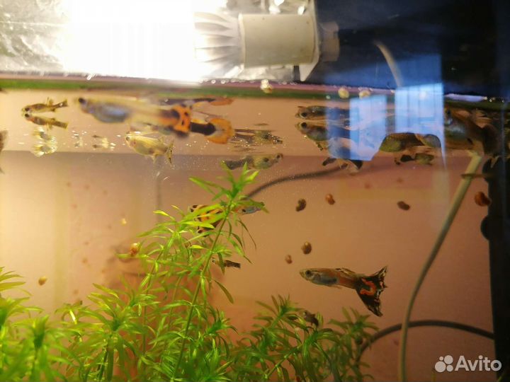 Аквариумные рыбки гуппи