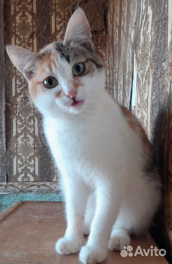 Кошка