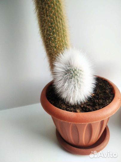 Кактусы разные