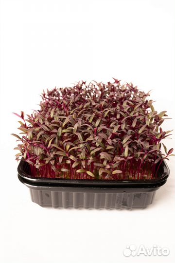 Микрозелень