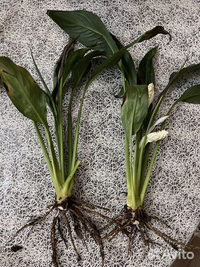 Спатифиллум