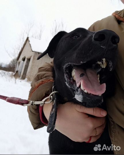 Собака в добрые руки отдам бесплатно