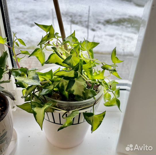 Комнатные растения