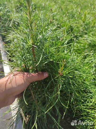 Саженцы сосны обыкновенной зкс