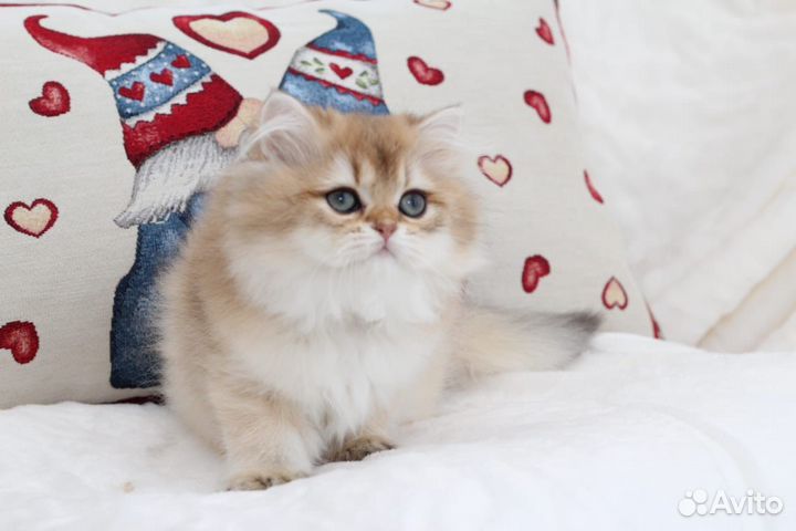 Британский котенок Леопольдо