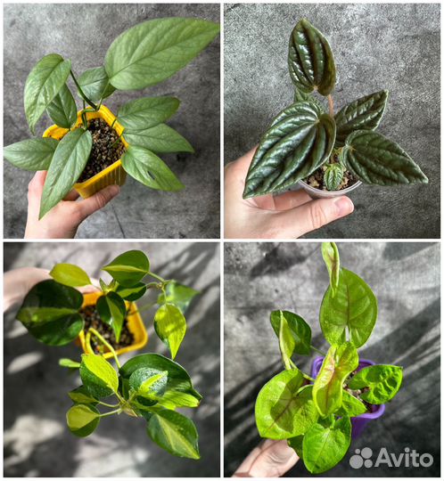 Сингониум, Эпипремнум, Филодендрон и Пеперомия