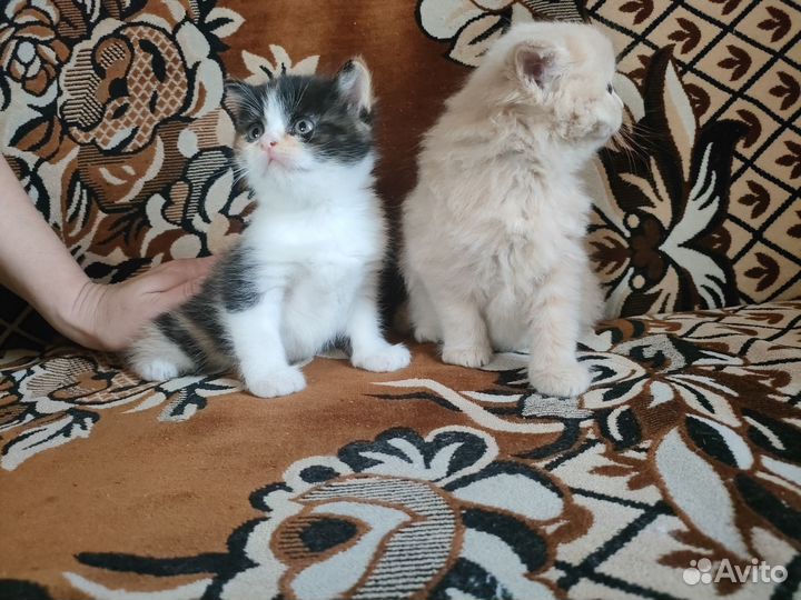 Красивые котята в добрые руки