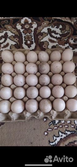 Яйца уток